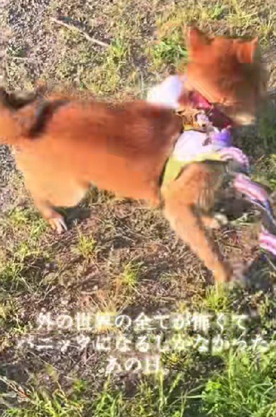 散歩でパニックに…