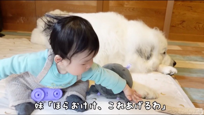 犬のおもちゃに手を伸ばす赤ちゃん