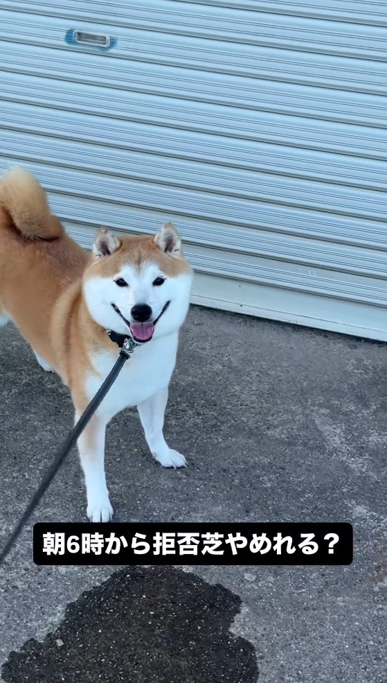 動く飼い主に視線を送る犬