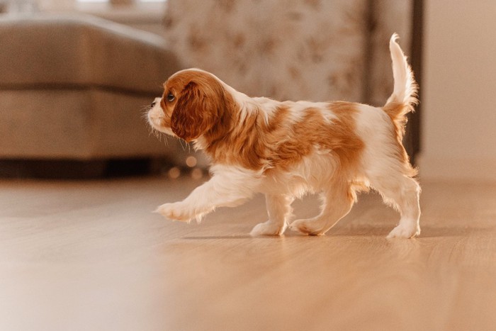 部屋の中を歩く子犬