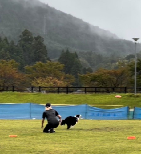 人と息を合わせてスタートする犬