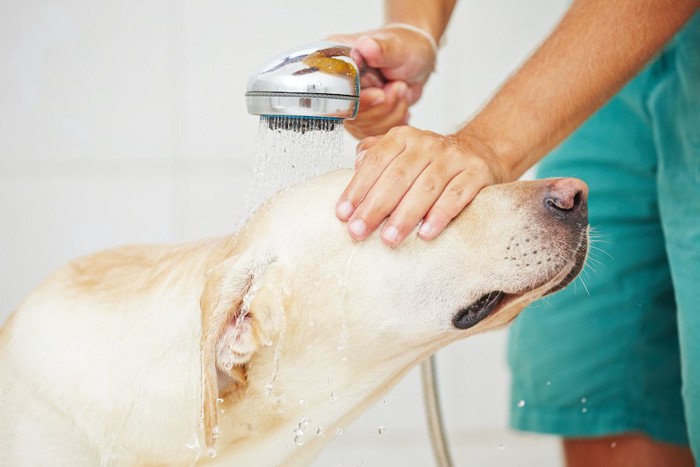 目を覆われながらシャワーをかけられる犬