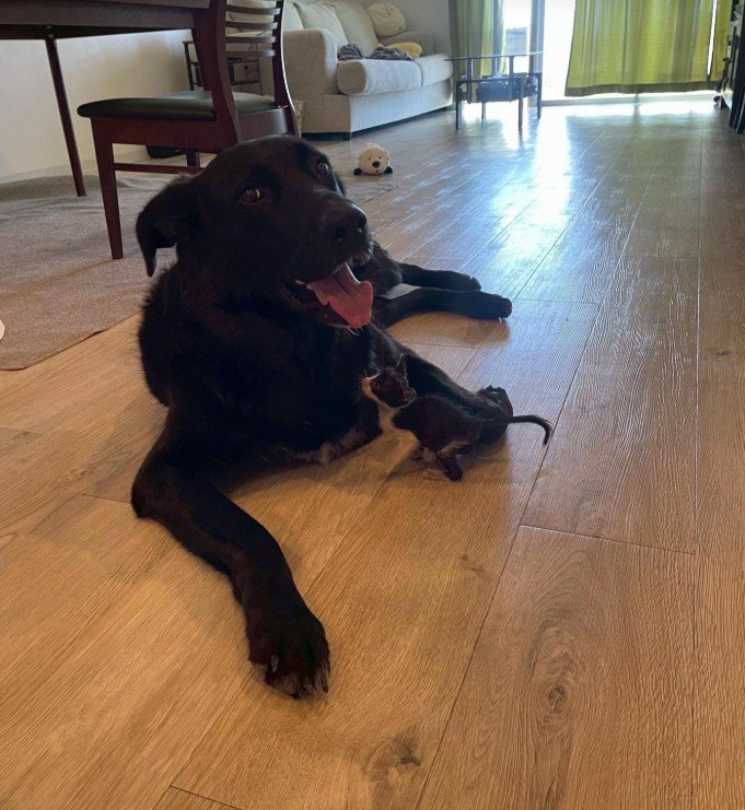 キングくんと子猫7