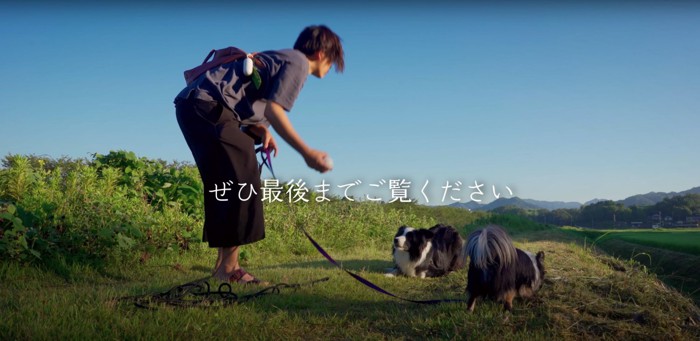 ボールを持つ飼い主を伏せて見つめるボーダーコリー