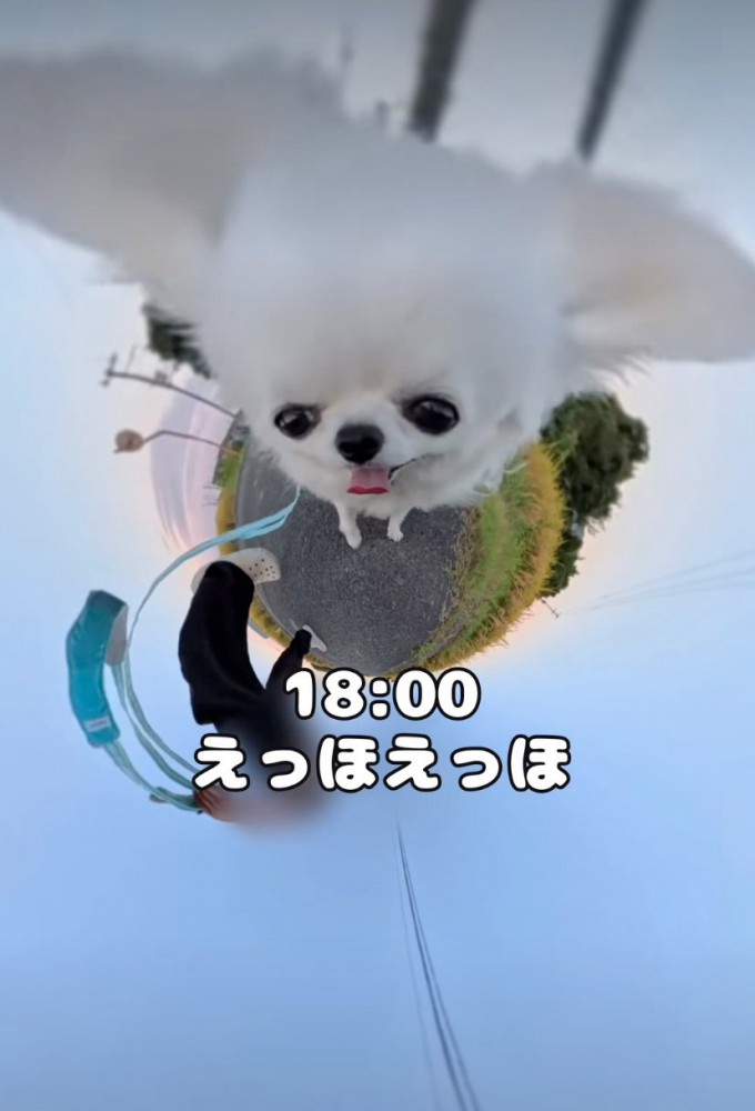 散歩する犬