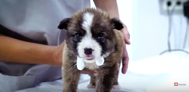 口から泡を垂らす子犬