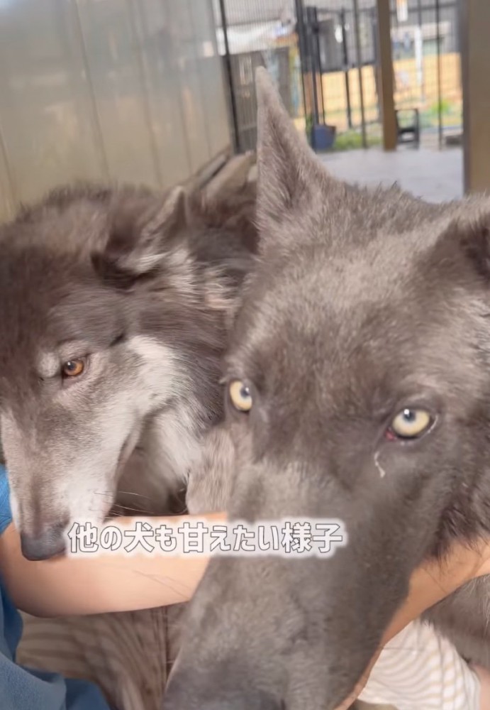 やってきた他のウルフドッグ