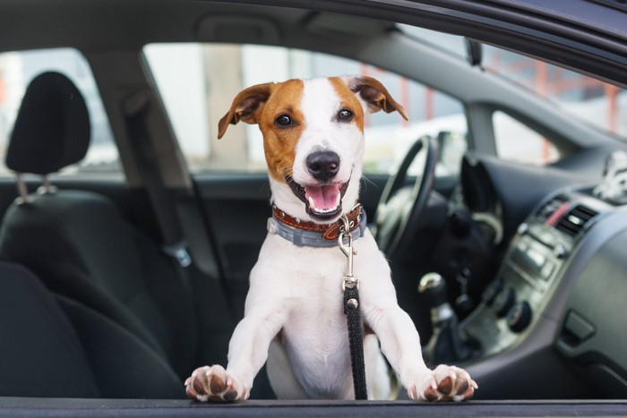 車に乗る小型犬