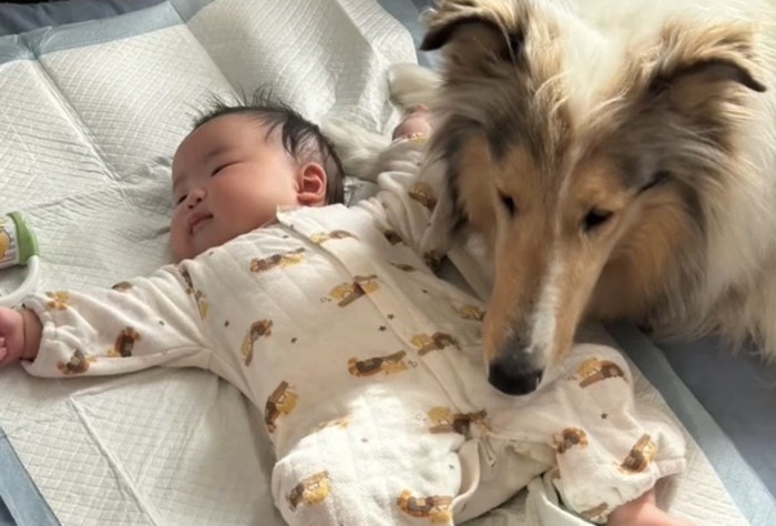 赤ちゃんの顔に鼻先を近づける犬