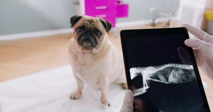 レントゲンを見る獣医師と診察台の上にいる犬