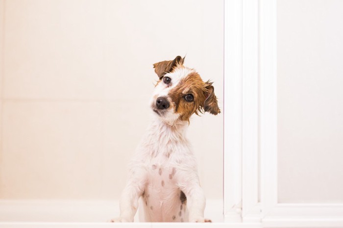 首をかしげている犬