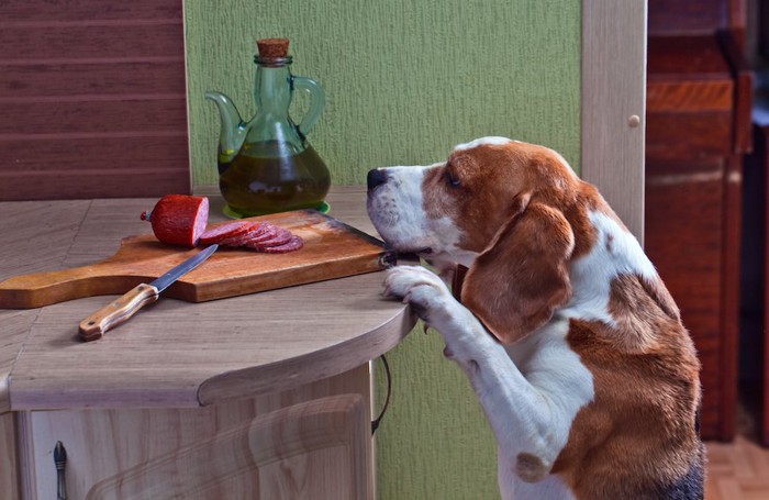 まな板の上のソーセージを覗く犬