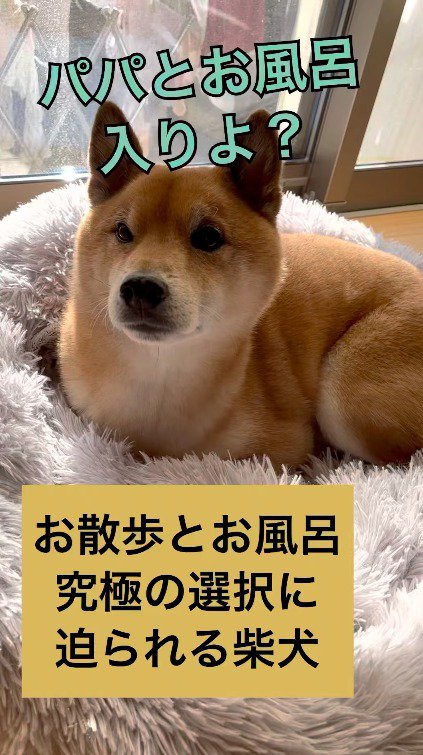 飼い主に「お風呂に入ろう」と言われる犬