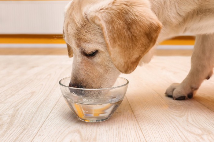 水を飲んでいる犬