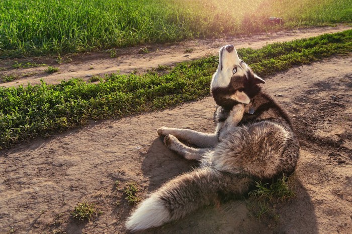 耳の後ろをカキカキするハスキー犬