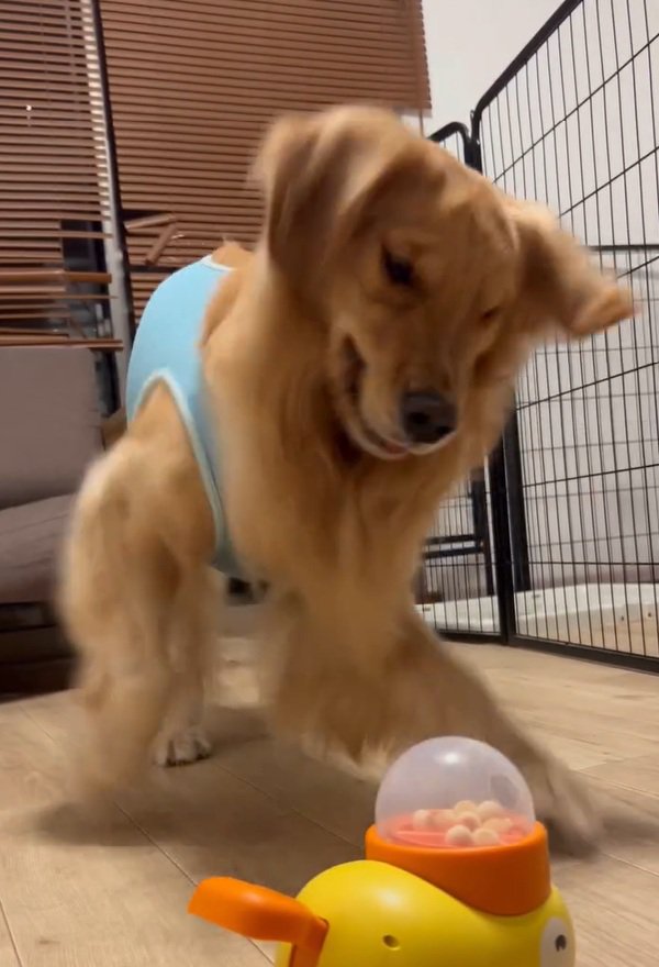 躍動する福ちゃん