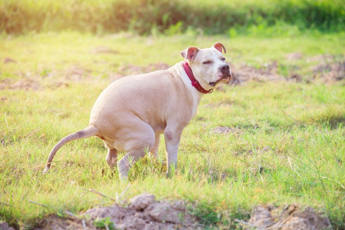 ウンチ中の犬