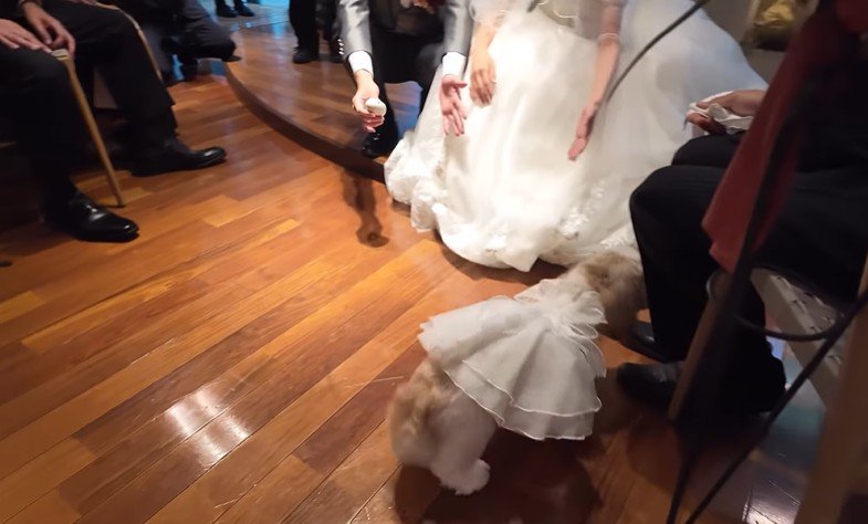 リングドッグに挑戦するつぶちゃん9