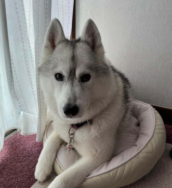 「これ…犬用じゃない?」