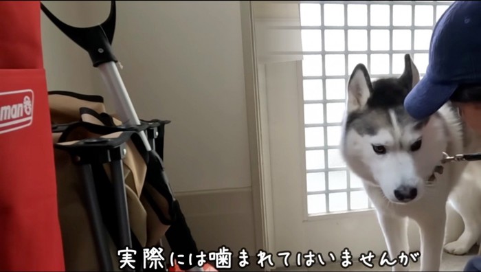 飼い主に叱られる犬