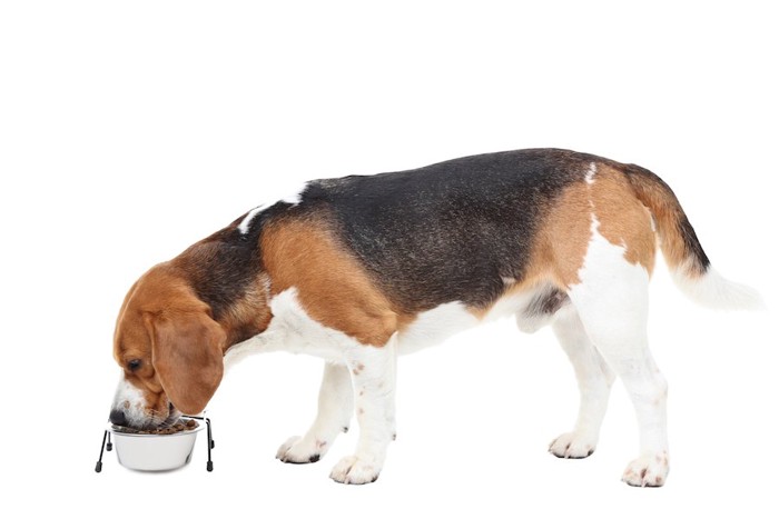 小さめの器でご飯を食べるビーグル犬