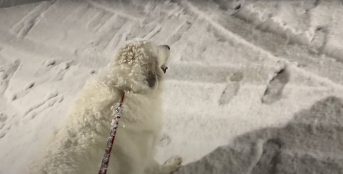 雪が積もった犬