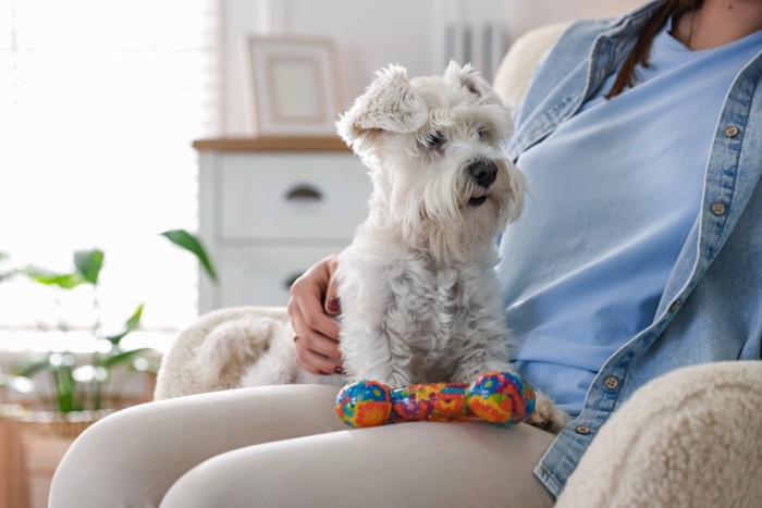 膝におもちゃと犬