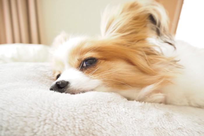 布団の上で横になる犬