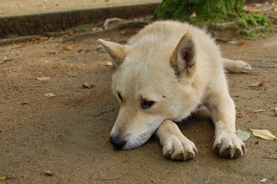 地面にふせる犬