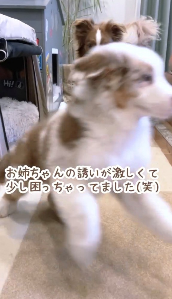 勢いよく逃げる子犬