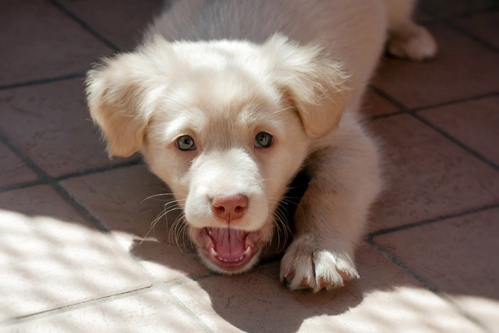 吠える子犬