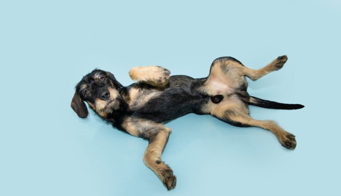 仰向けになってお腹を見せているオス犬