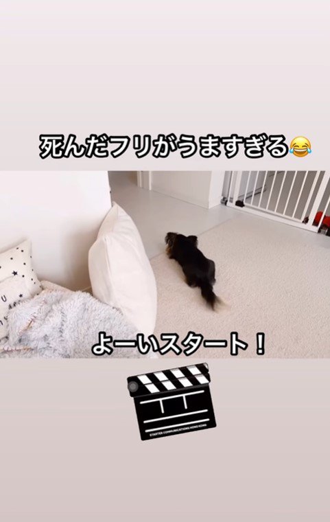 えびちゃんの死んだフリ