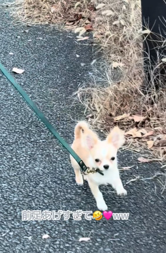 歩き方が可愛いこはくくん2