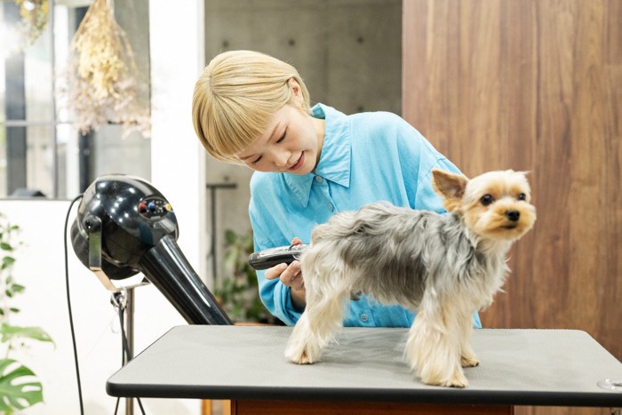 トリミング中の犬