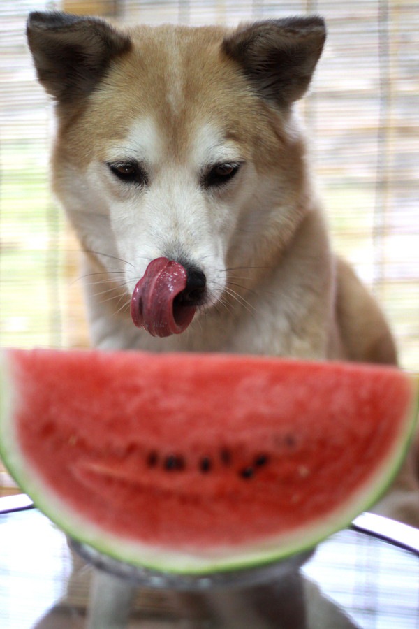 犬とスイカ