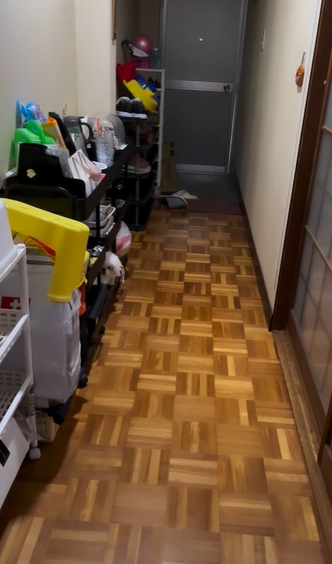 隠れている小型犬