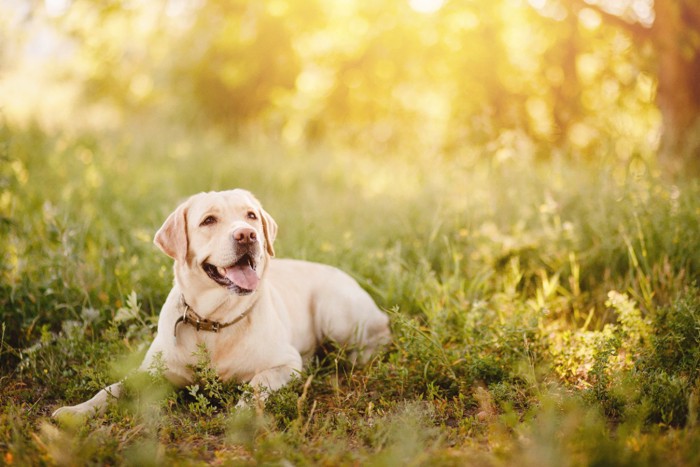 夏に外で過ごす犬