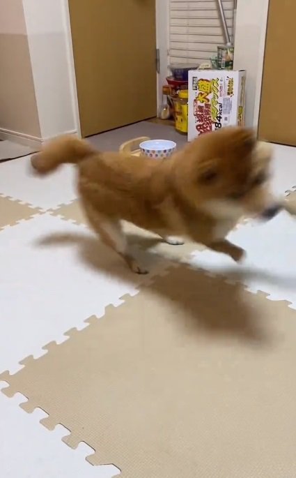 飛びそうなはなちゃん