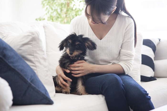 ソファーに座る飼い主にぴったりと寄り添う犬