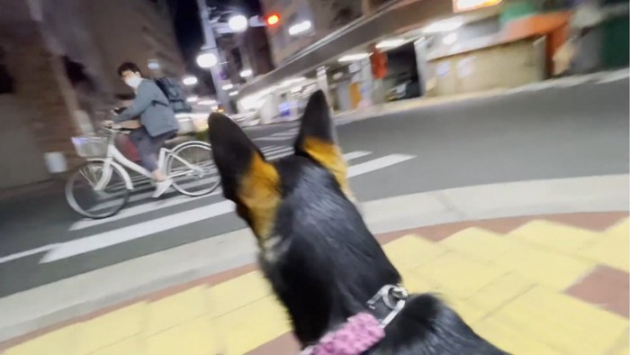 自転車の方を見る犬