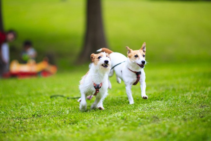 走る二頭の犬