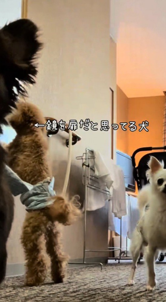ドアの横に掛かっている鏡を覗き込むトイプードル