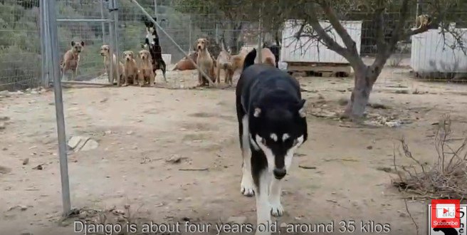 カメラに向かって歩いてくる犬