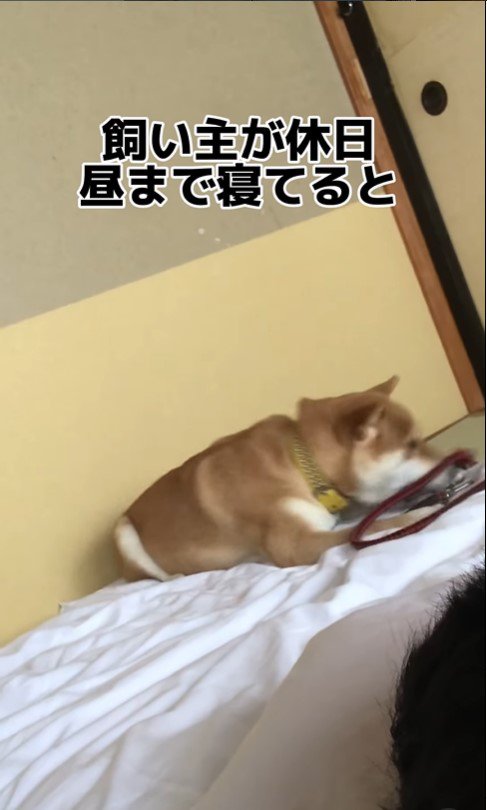 おこリンボちゃんの起こし方