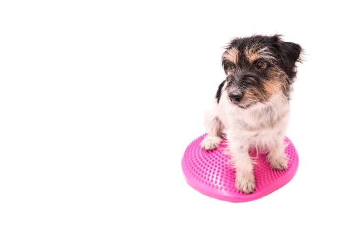 ピンクのバランスクッションに乗る犬