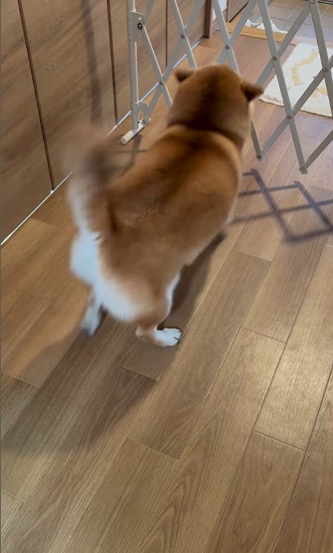 お兄ちゃんの帰省を喜ぶパンちゃん8