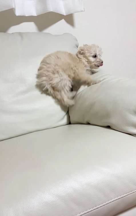 ソファーの上で遊ぶ子犬