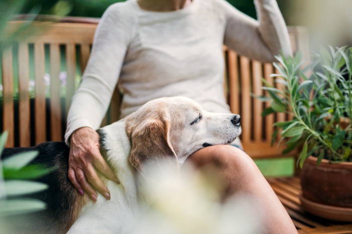 膝で寝る老犬