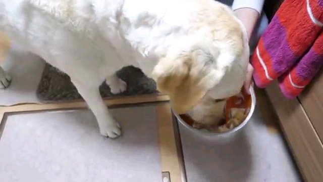 食べる犬